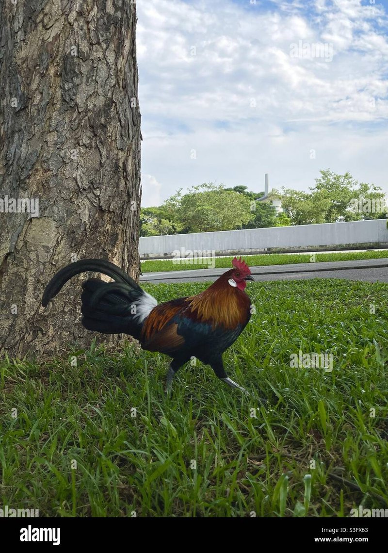 Spain - jugar chicken road